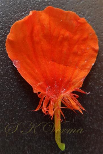 Anterior Petal